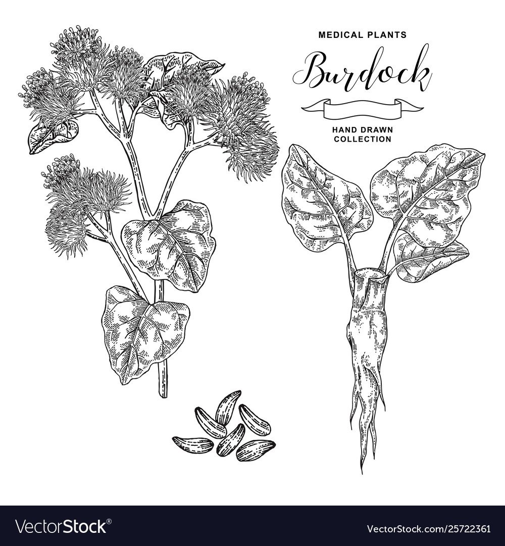 Лопух раскраска