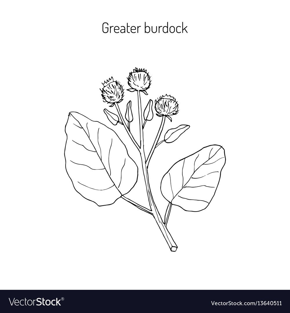 Лопух вектор силуэт