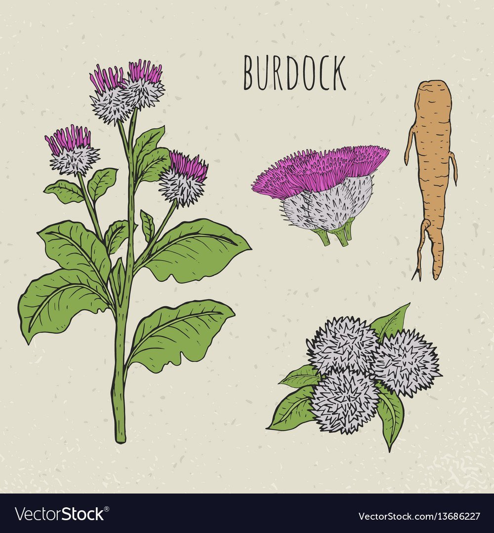 Лопух Графика