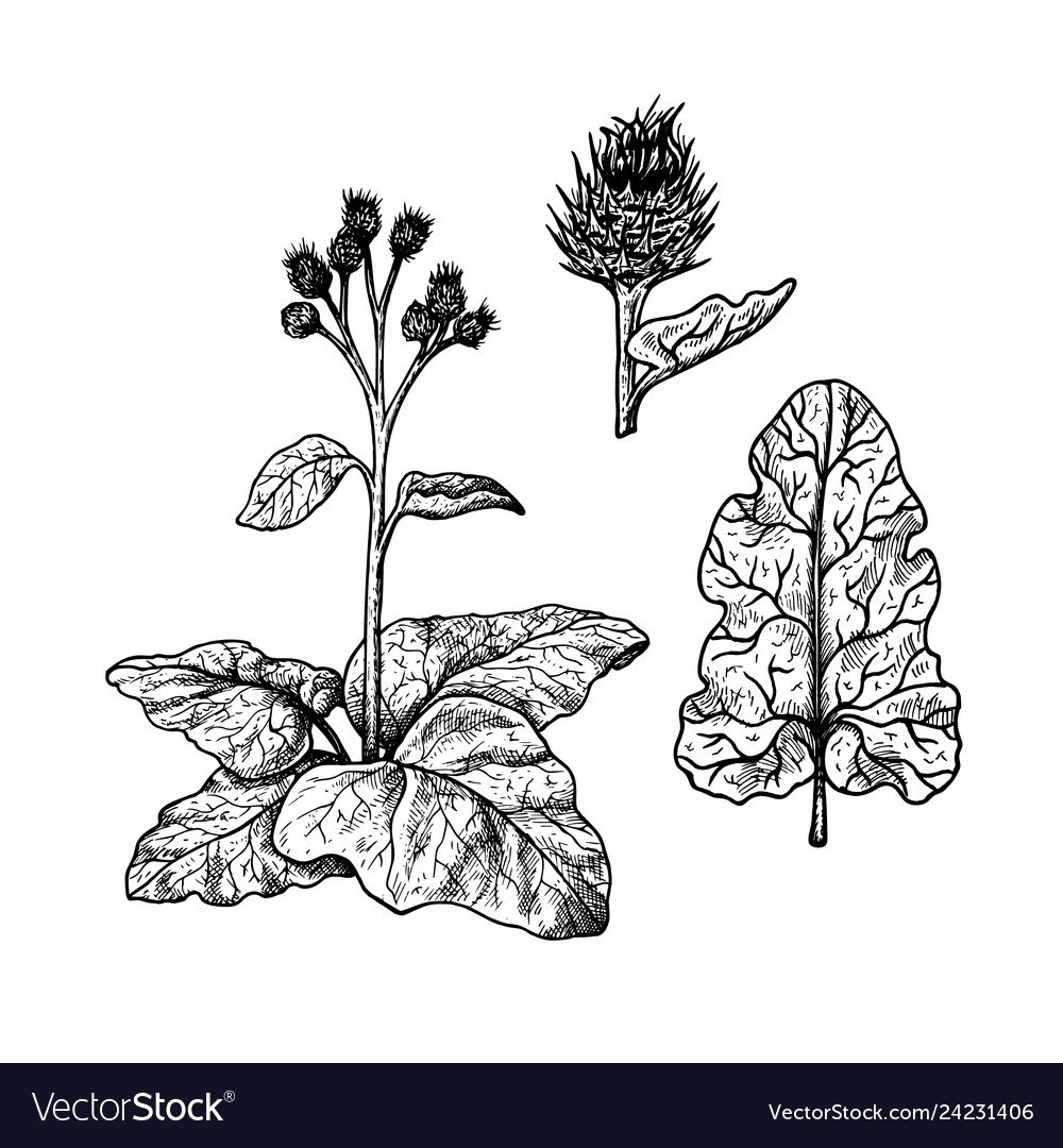 Лопух вектор