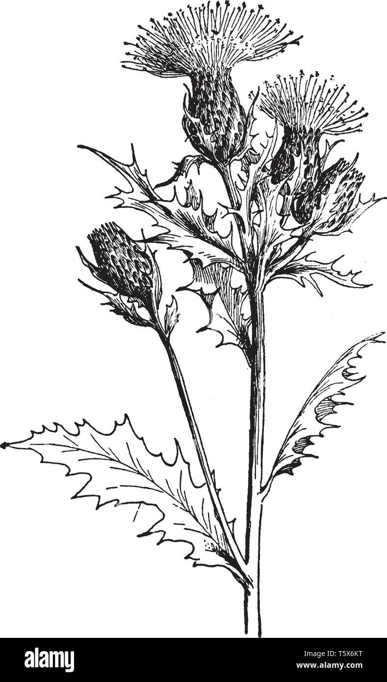 Корень репейника