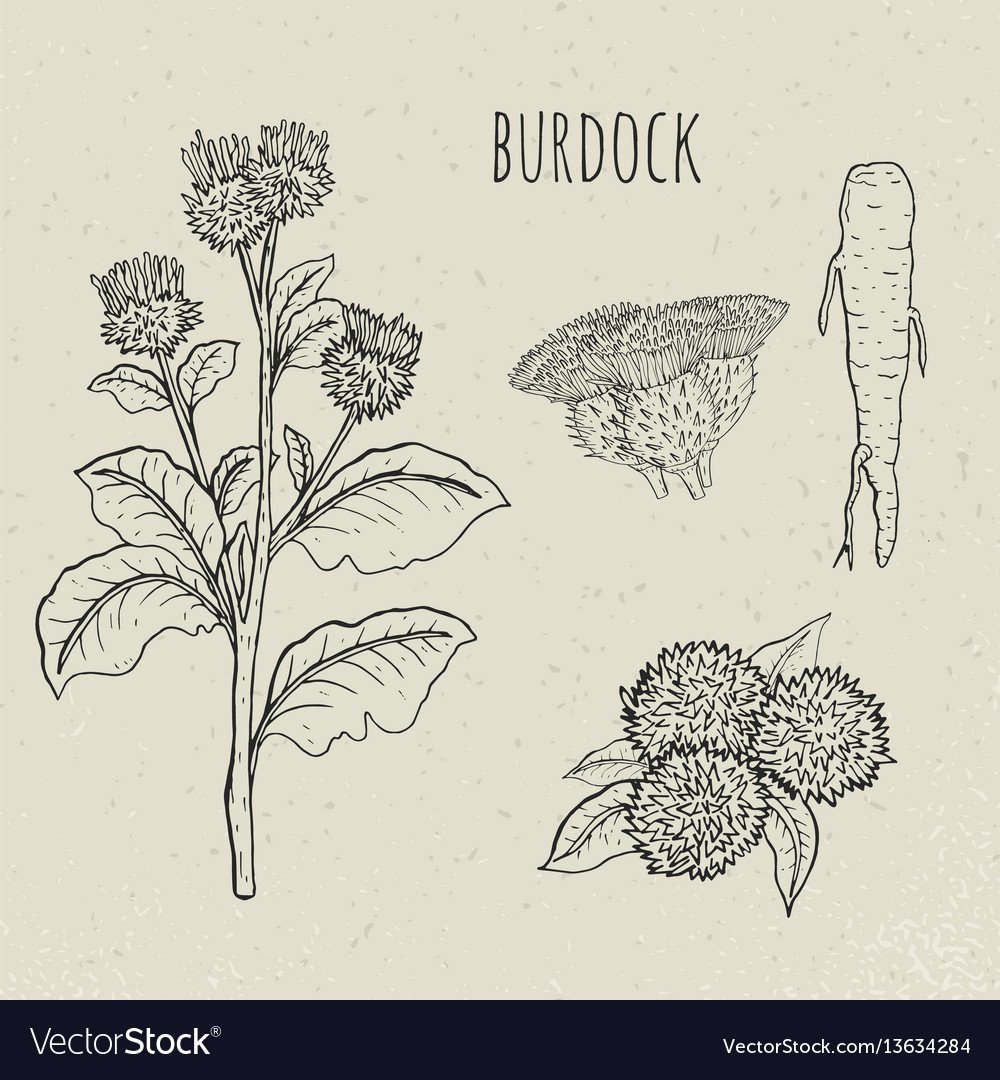 Лопух Векторная иллюстрация