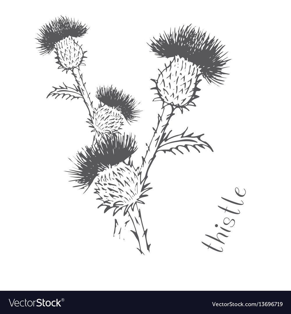 Кленовый лист рисунок