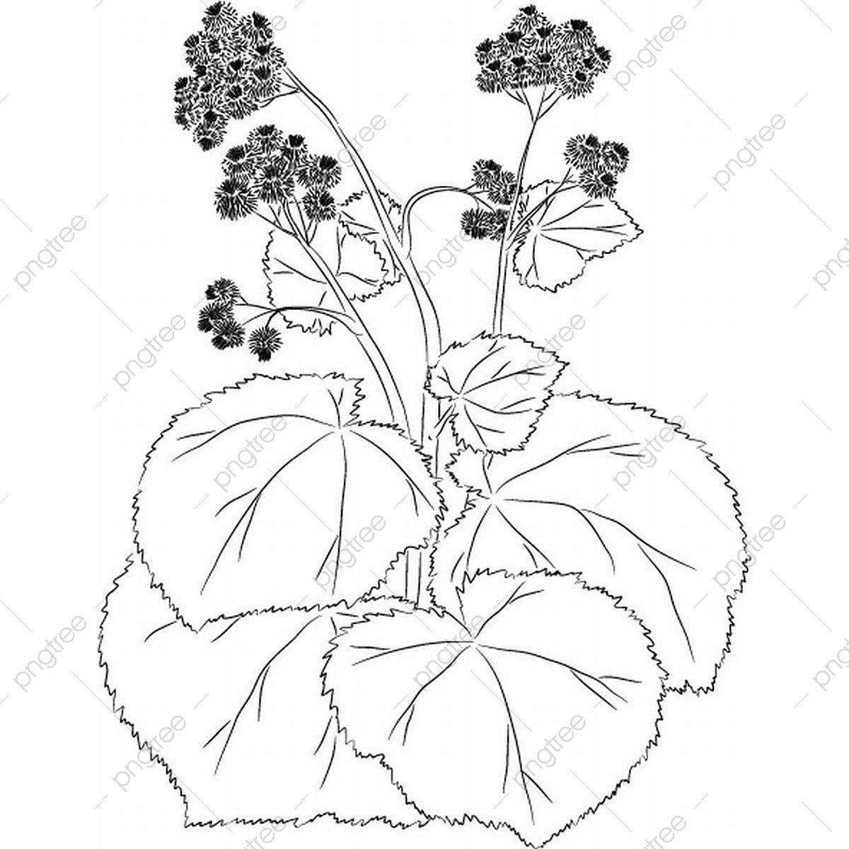 Полевые цветы Графика