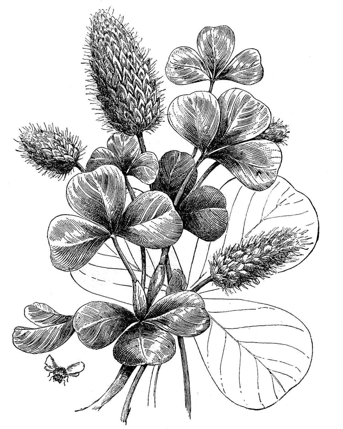 Лопух большой репейник Ботаническая иллюстрация