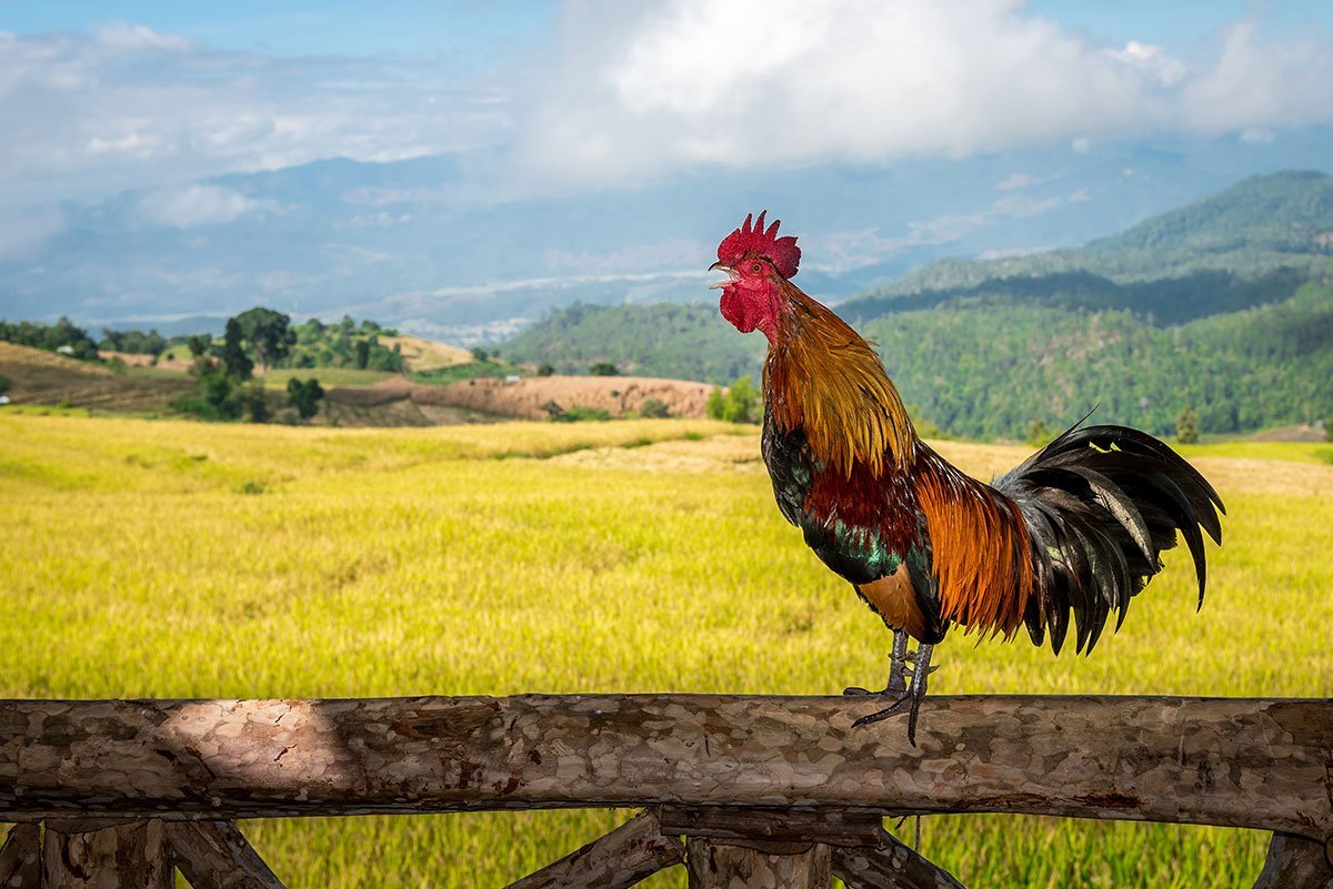 Иллюстрация к басне крылова кукушка и петух