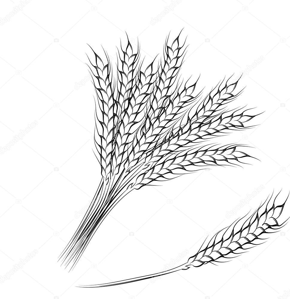 Колосок пшеницы раскраска