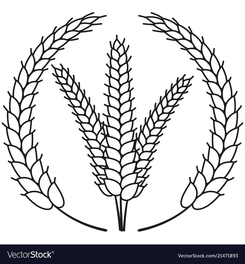 Колос пшеницы раскраска
