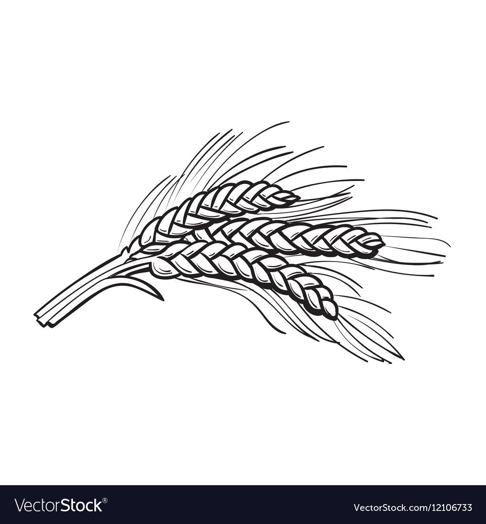 Колосья пшеницы