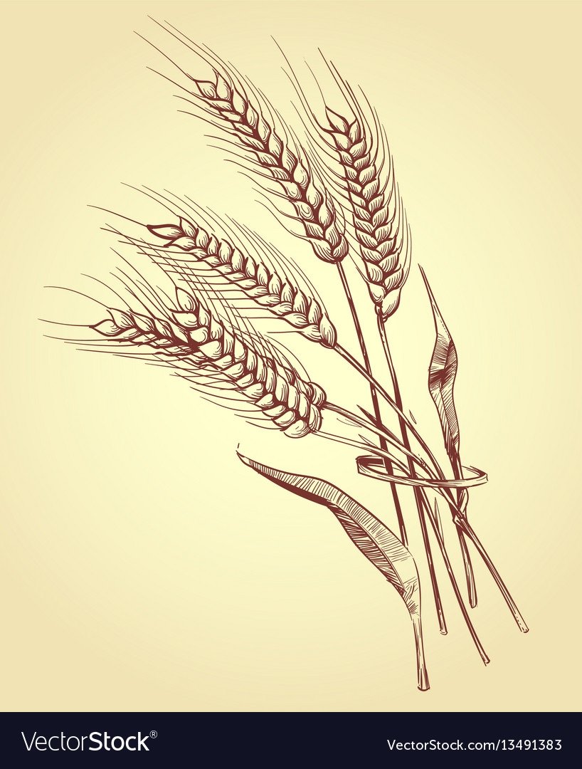 Рисование колосок