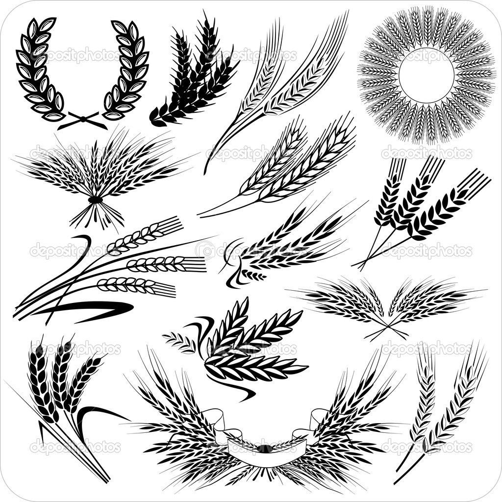 Тату эскиз колосок пшеницы