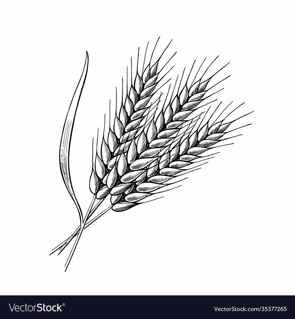 Нарисовать колосок пшеницы для детей