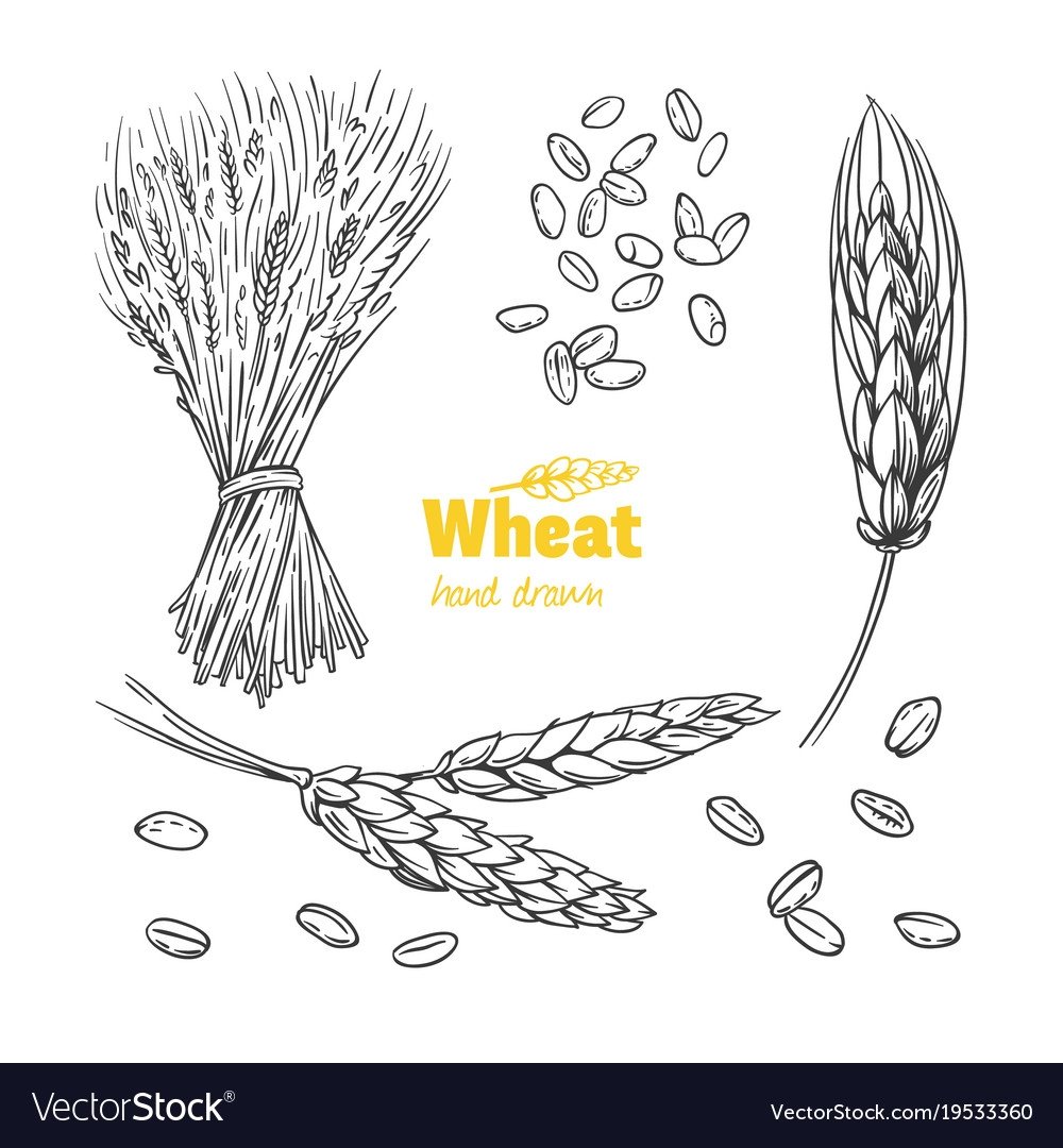 Нарисовать пшеницу карандашом