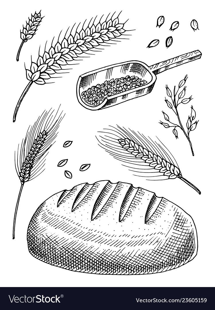 Раскраски колоски и хлеб