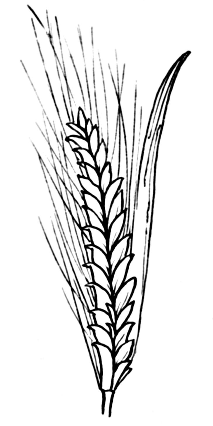 Колоски пшеницы для рисования
