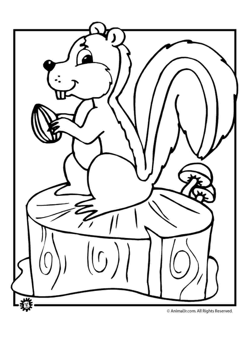 Дупло для белочки раскраска