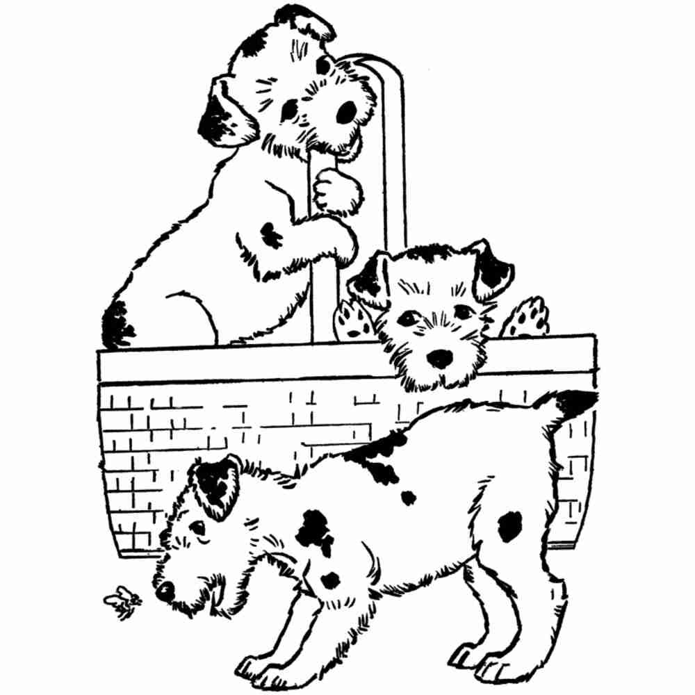 Кошки и собаки. Раскраска