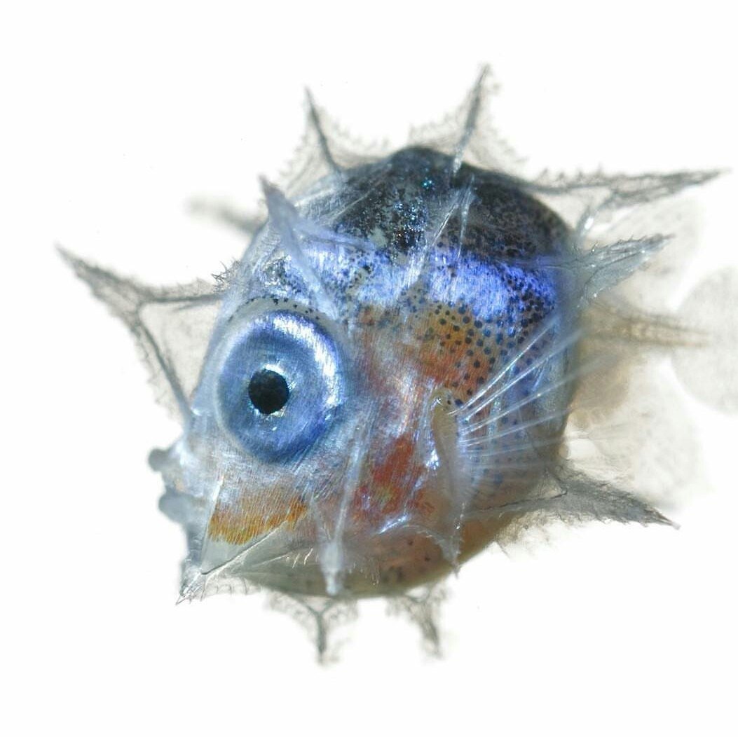 Псевдисы головастики