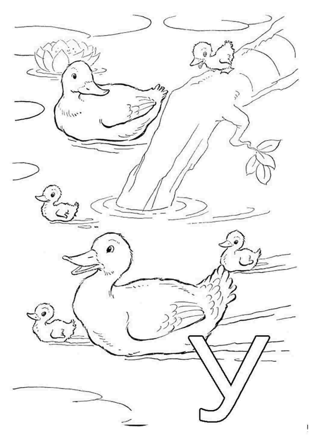 Пришвин портрет карандашом