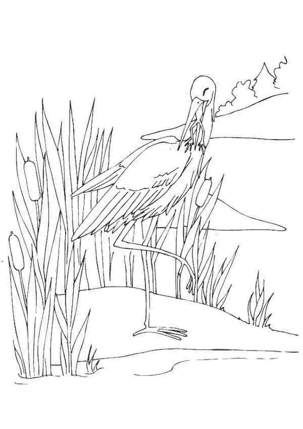 Пришвин раскраска