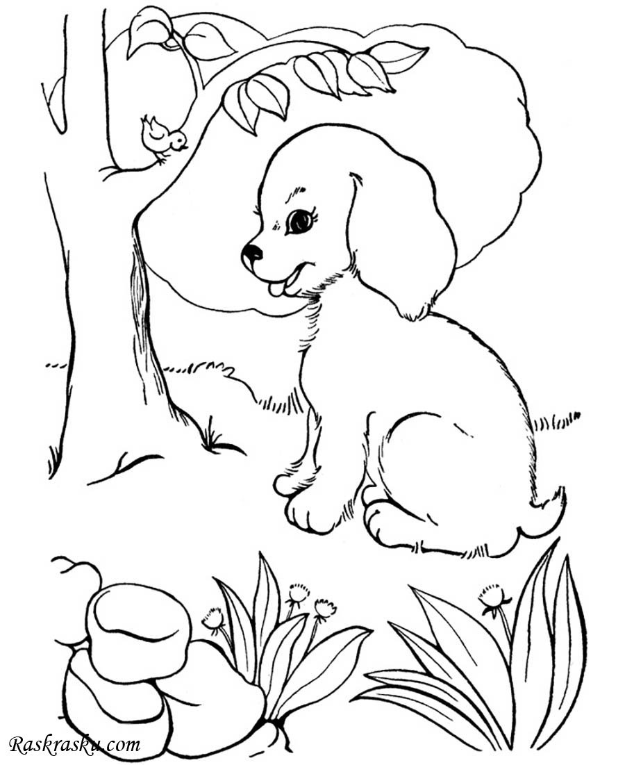 Пришвин выскочка иллюстрации