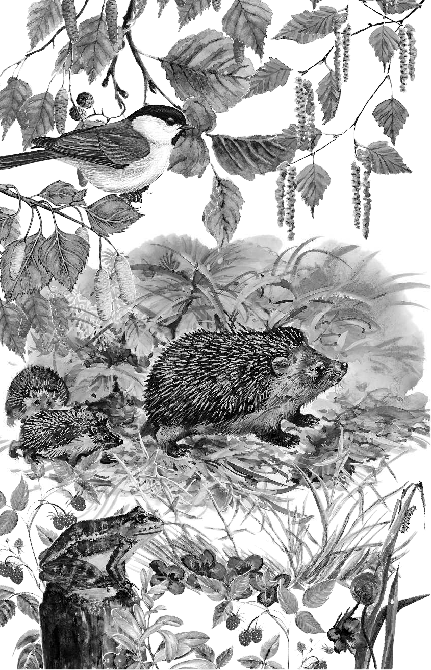 Пришвин паутинка