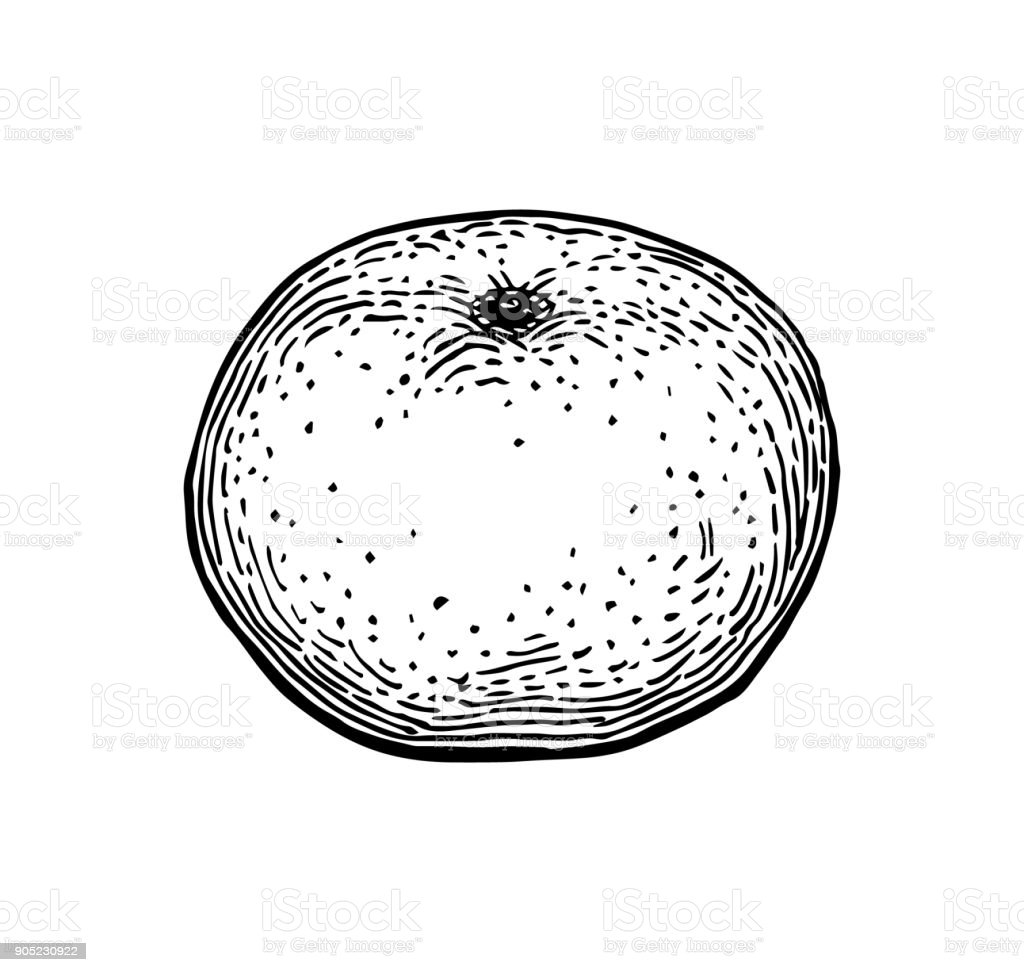 Мандарин раскраска для детей