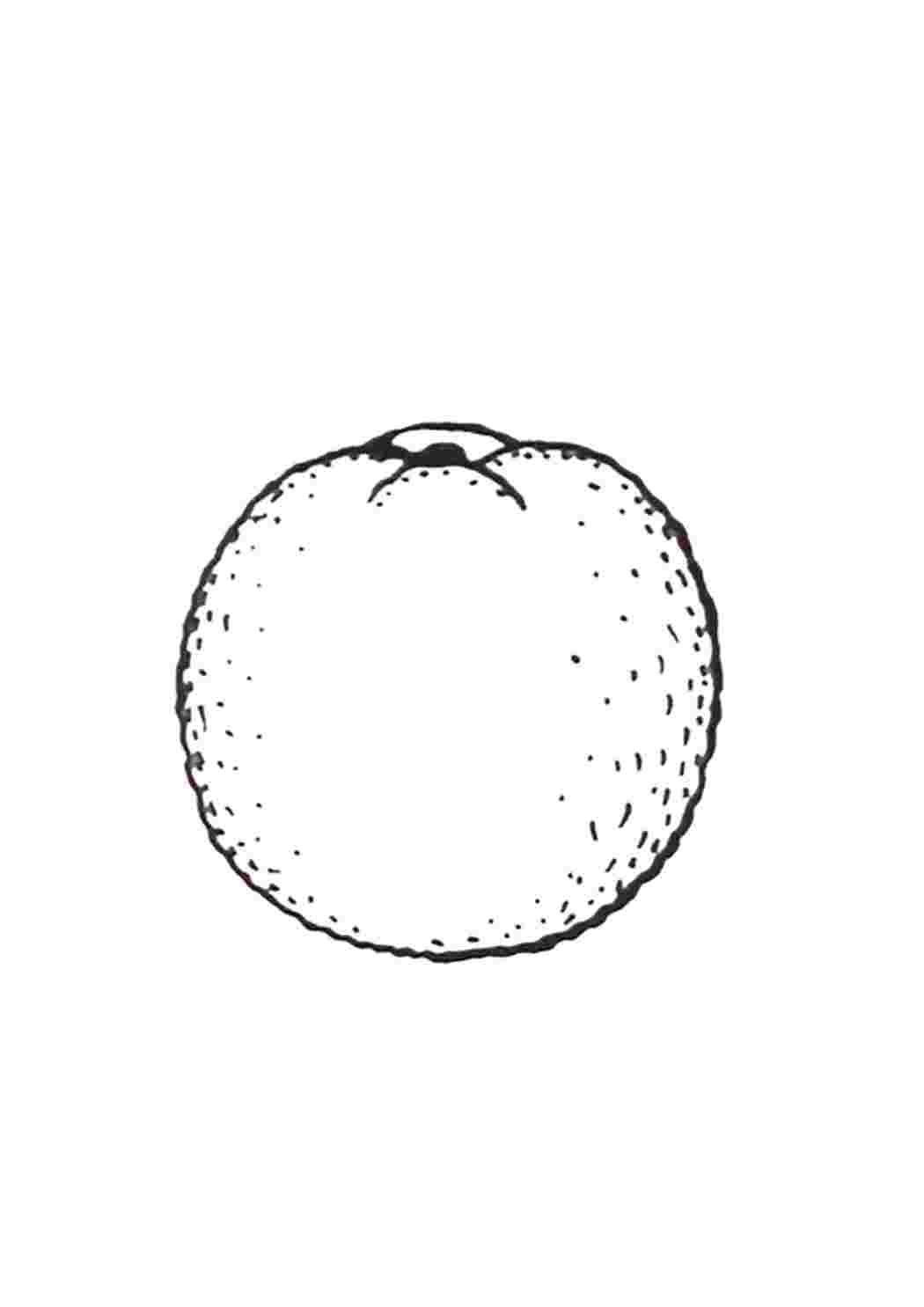 Апельсин в разрезе