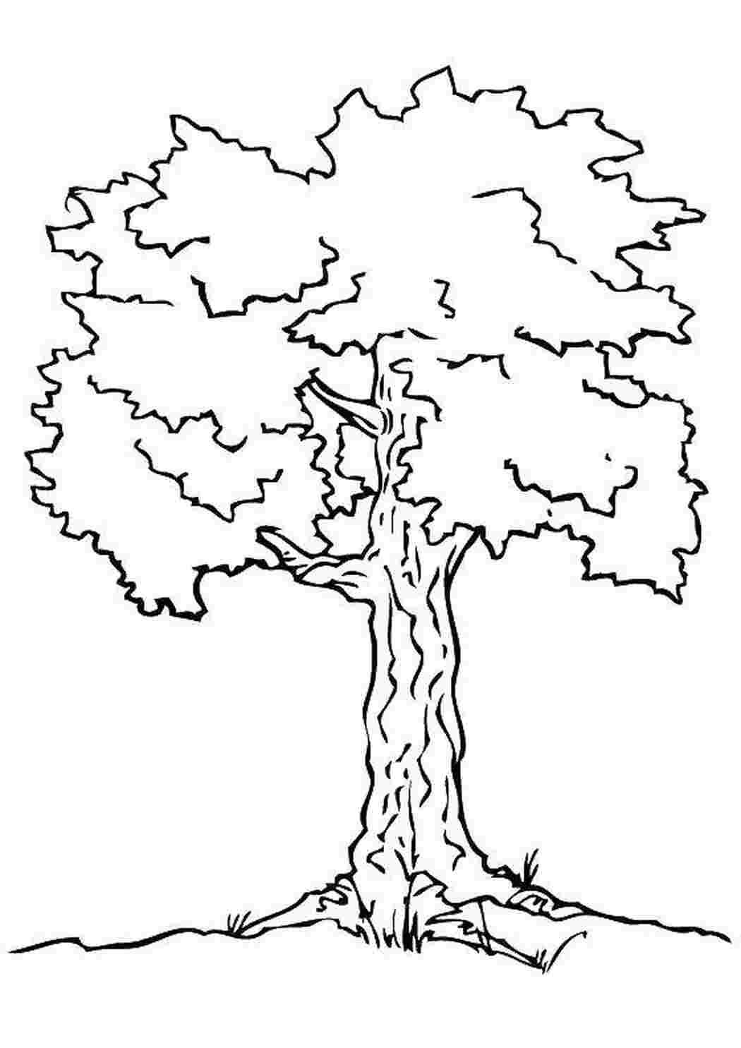 Контуры деревьев для раскрашивания