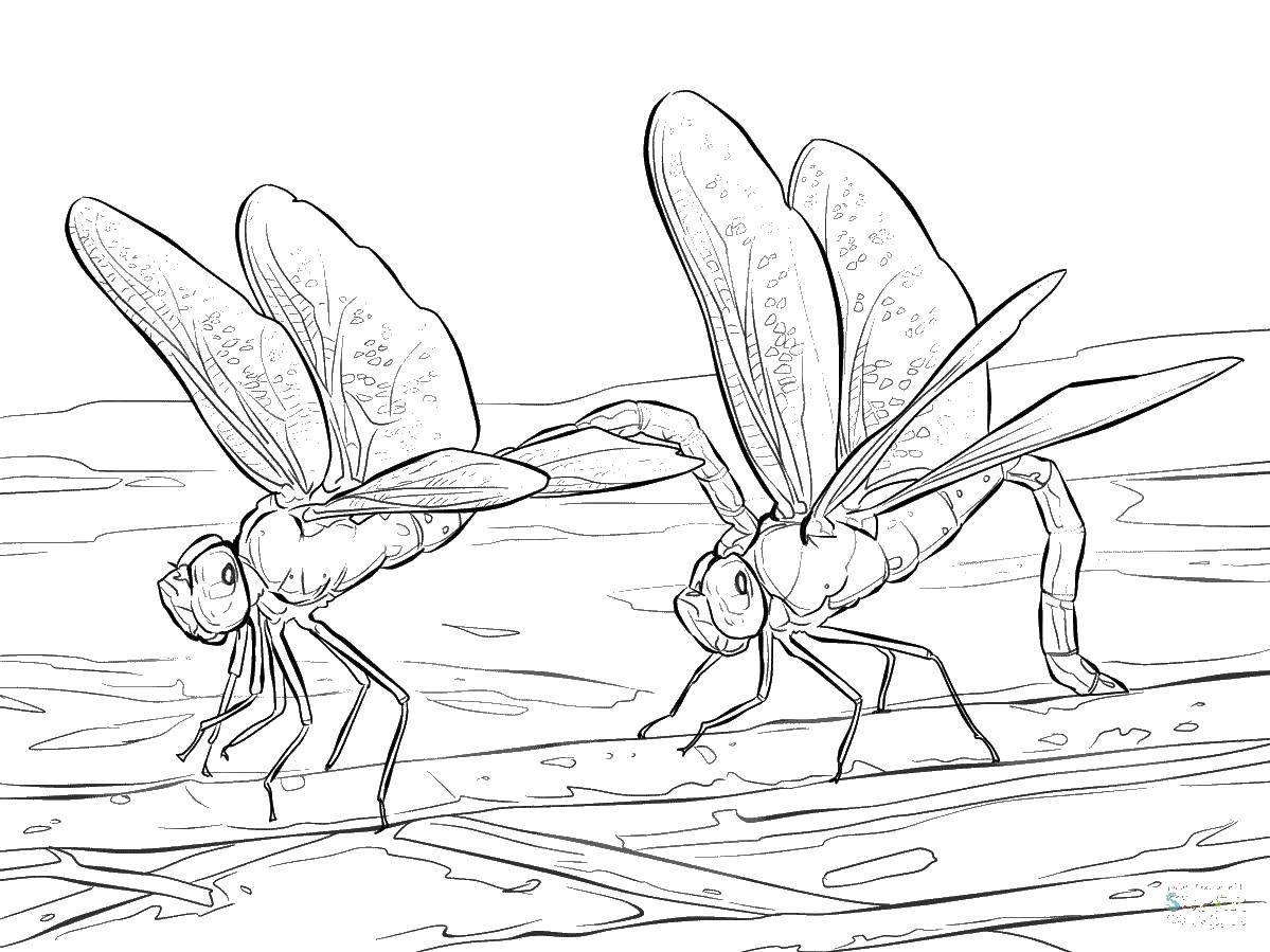 Раскраска муравей и пчела