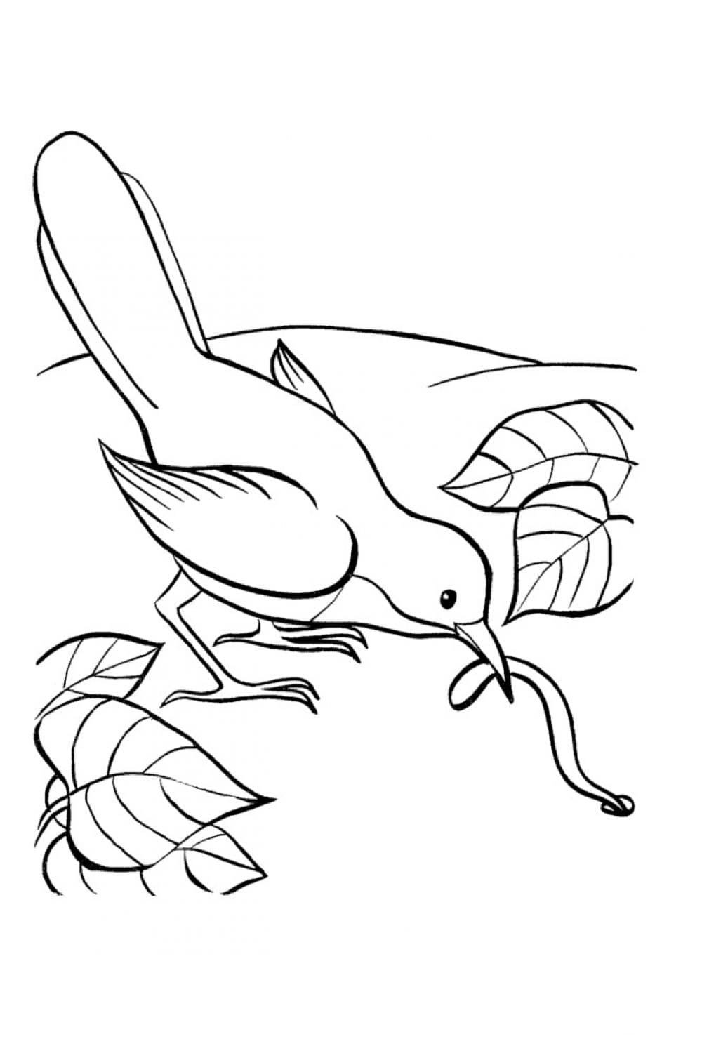 Раскраски для детей насекомые и птицы