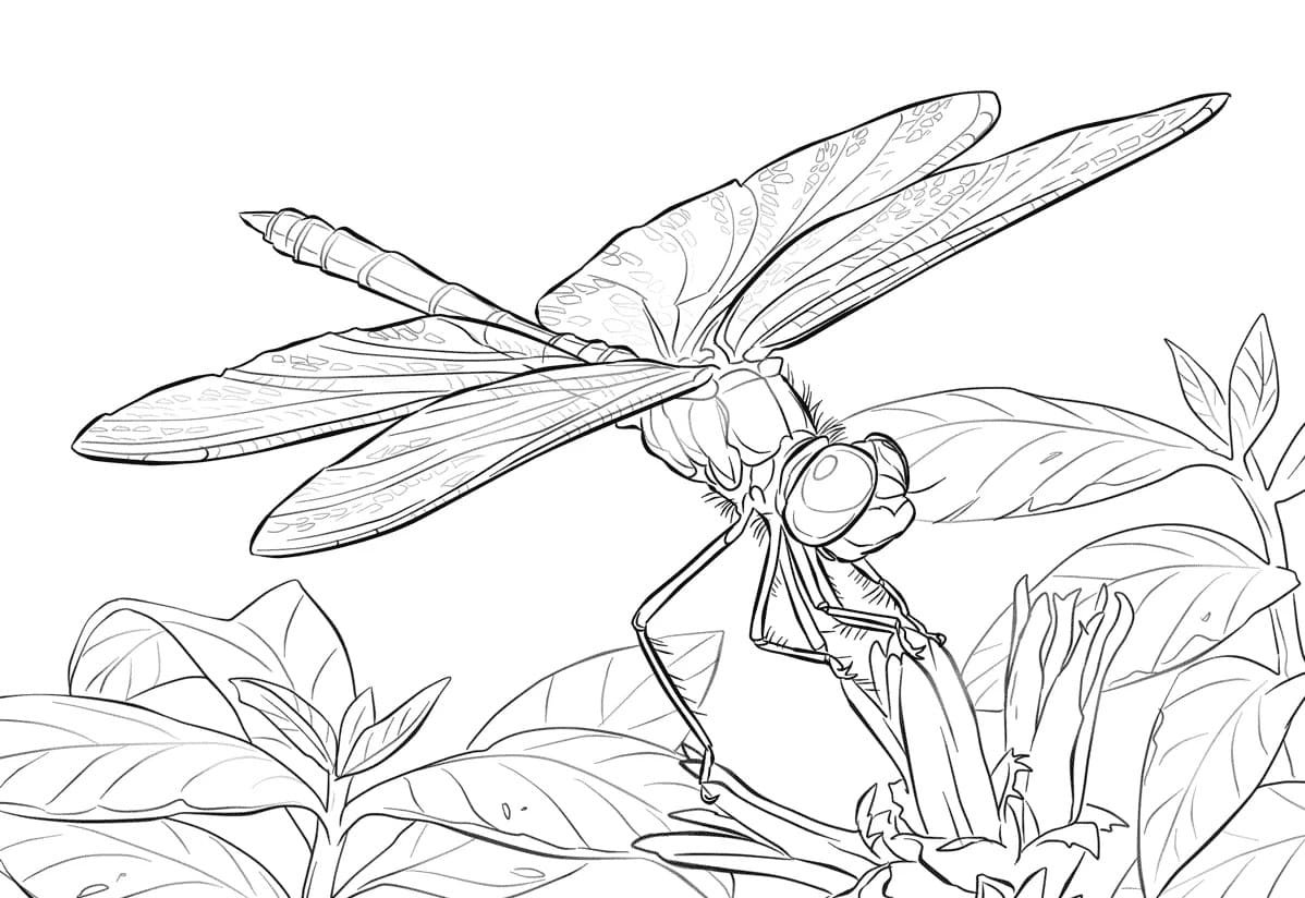 Раскраски насекомые для детей Стрекоза