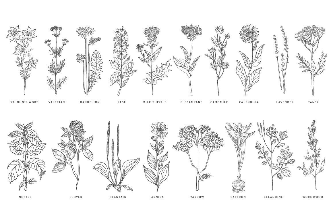 Лекарственные растения чб