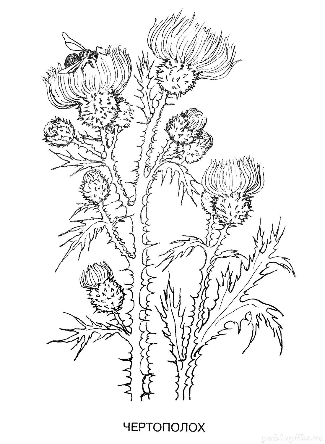 Крапива раскраска для детей