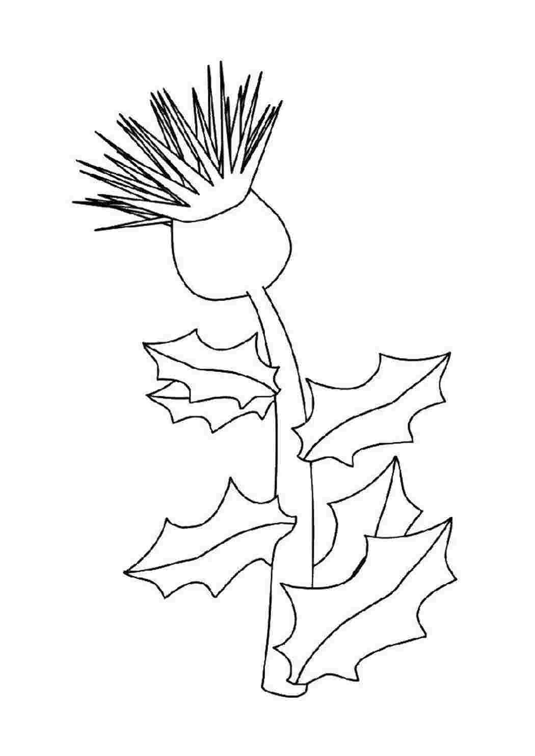 Чертополох карандашом