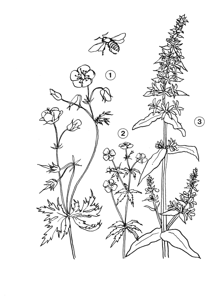 Верблюжья колючка. Чертополох