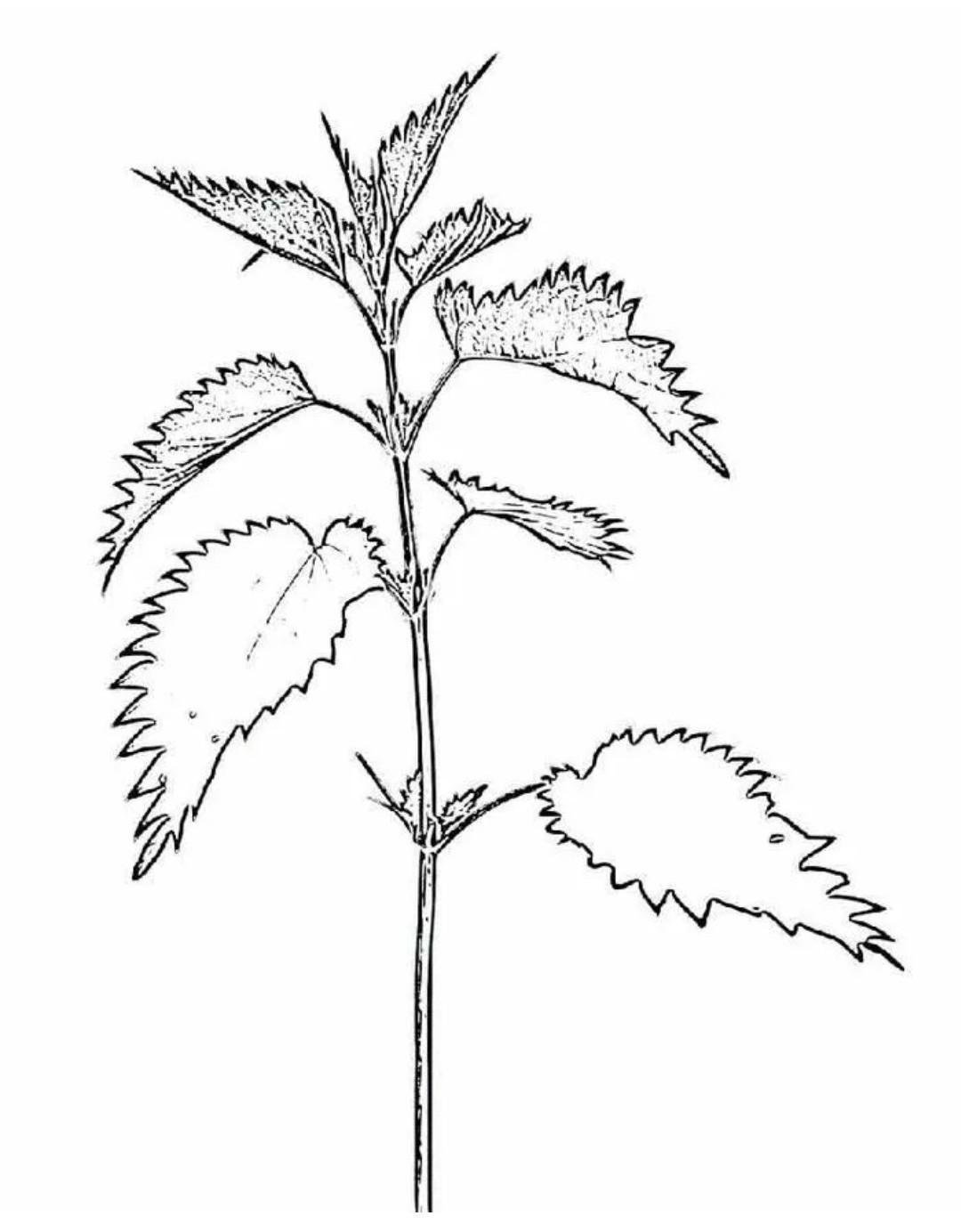 Зарисовки мелких растений