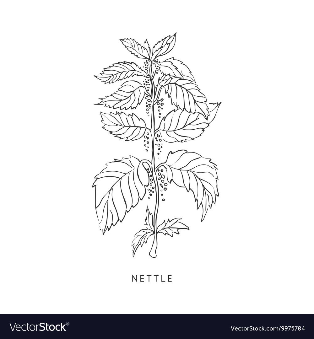 Полевые цветы эскиз