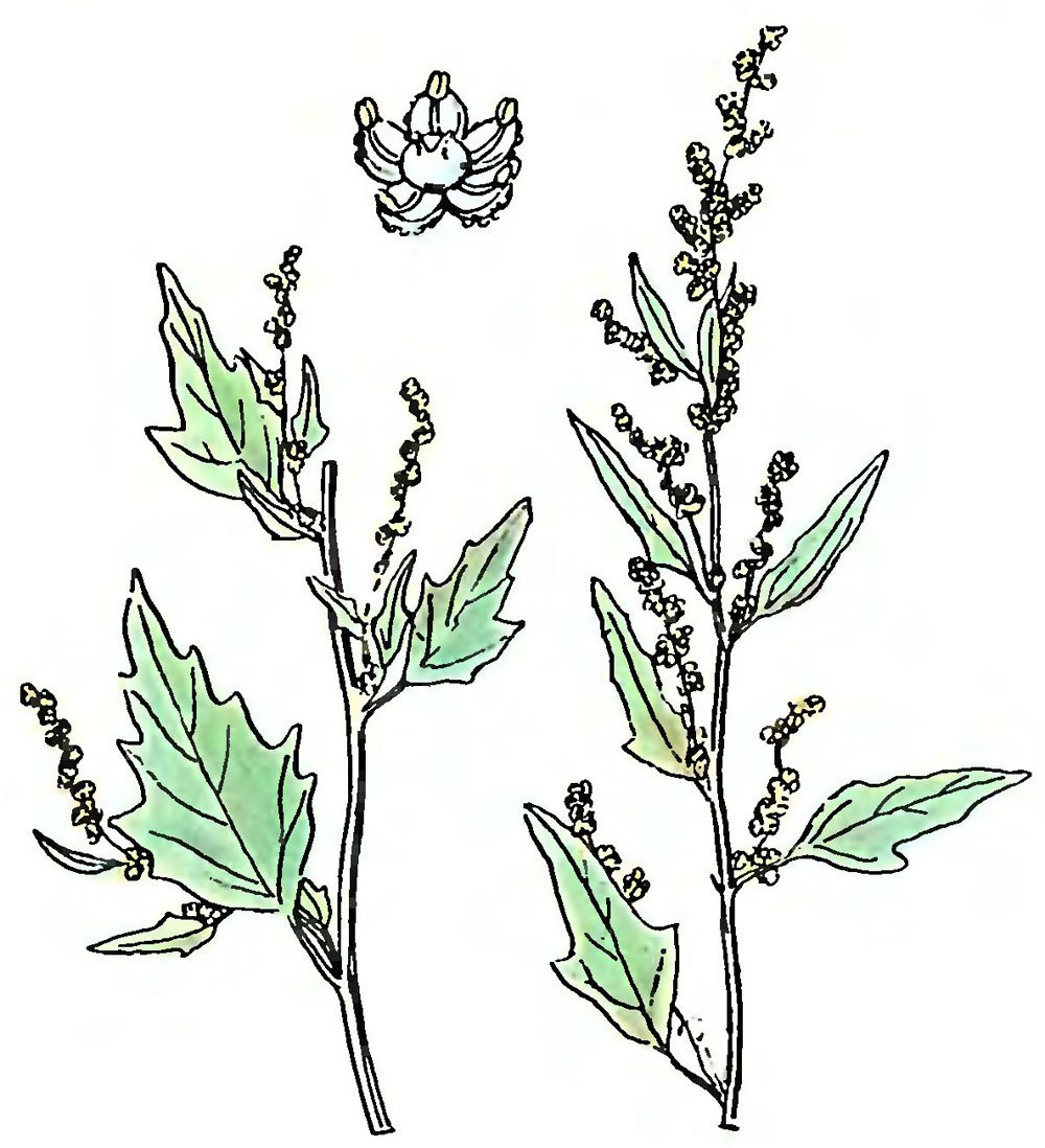 Плоды мордовника