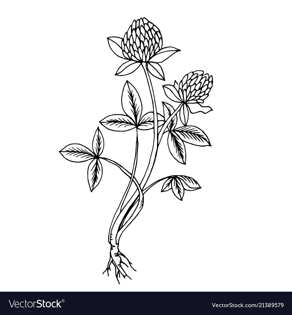 Полевые цветы раскраска