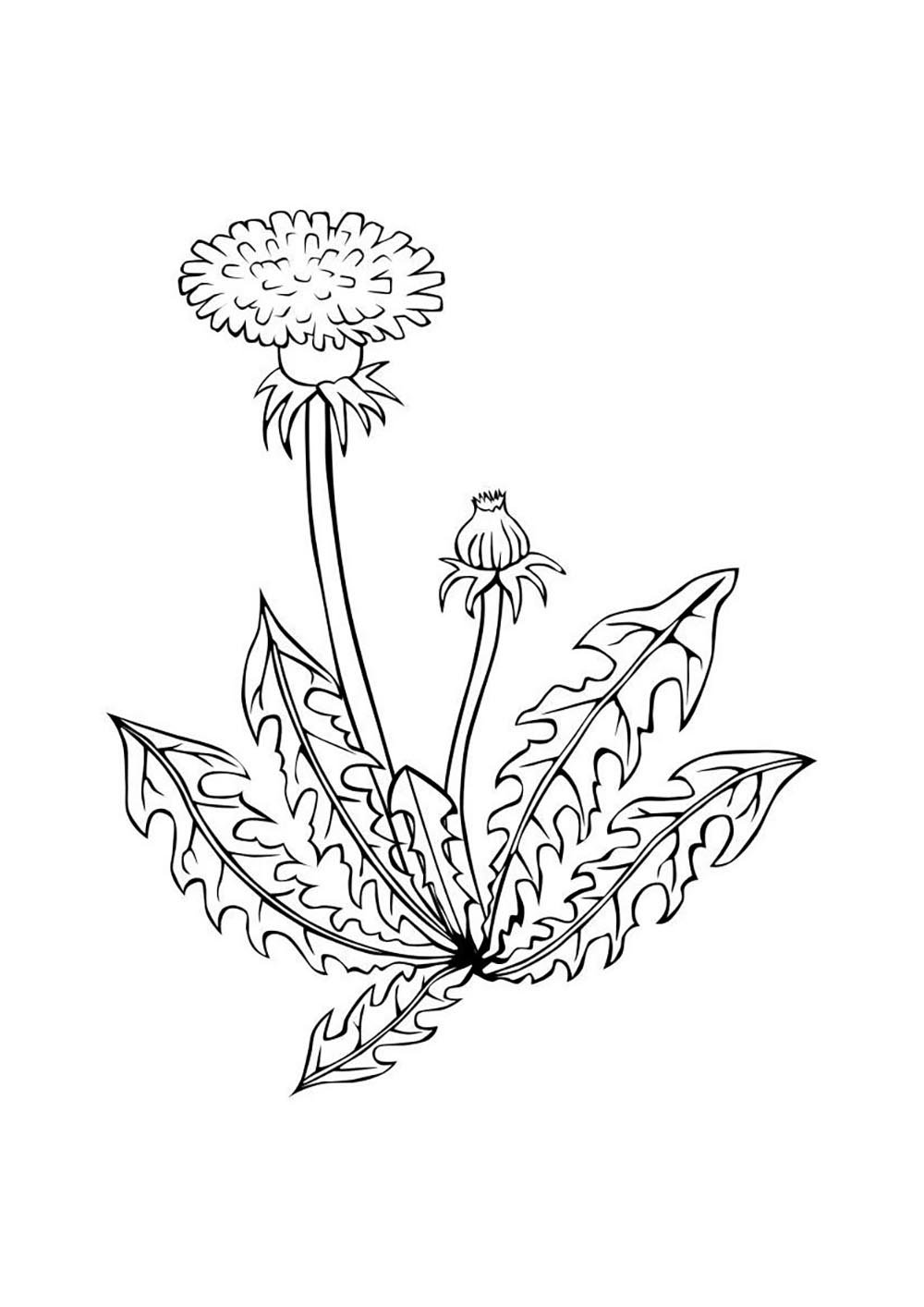 Растения пустыни раскраска