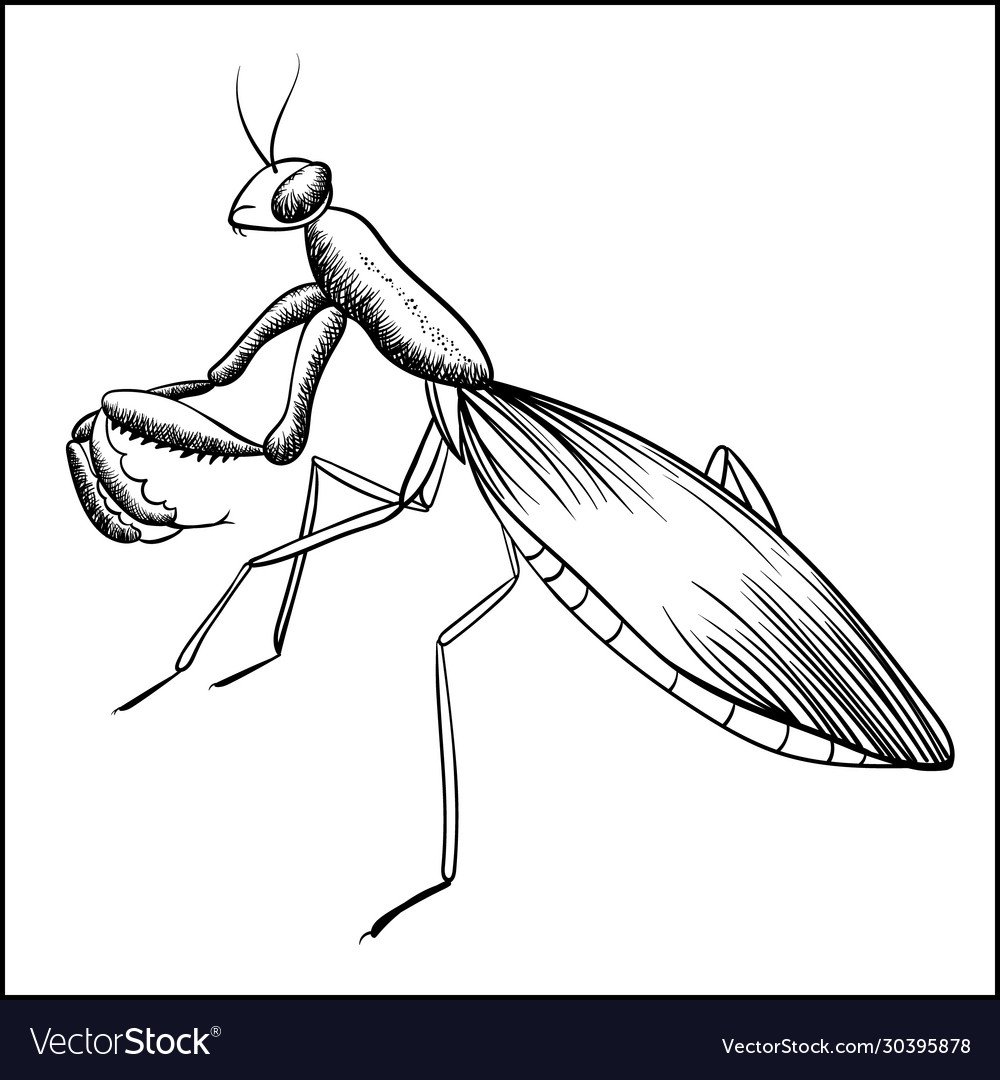 Богомол рисунок карандашом