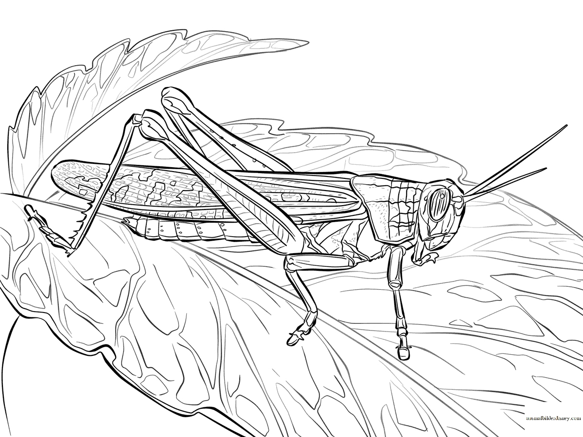 Кузнечик раскраска