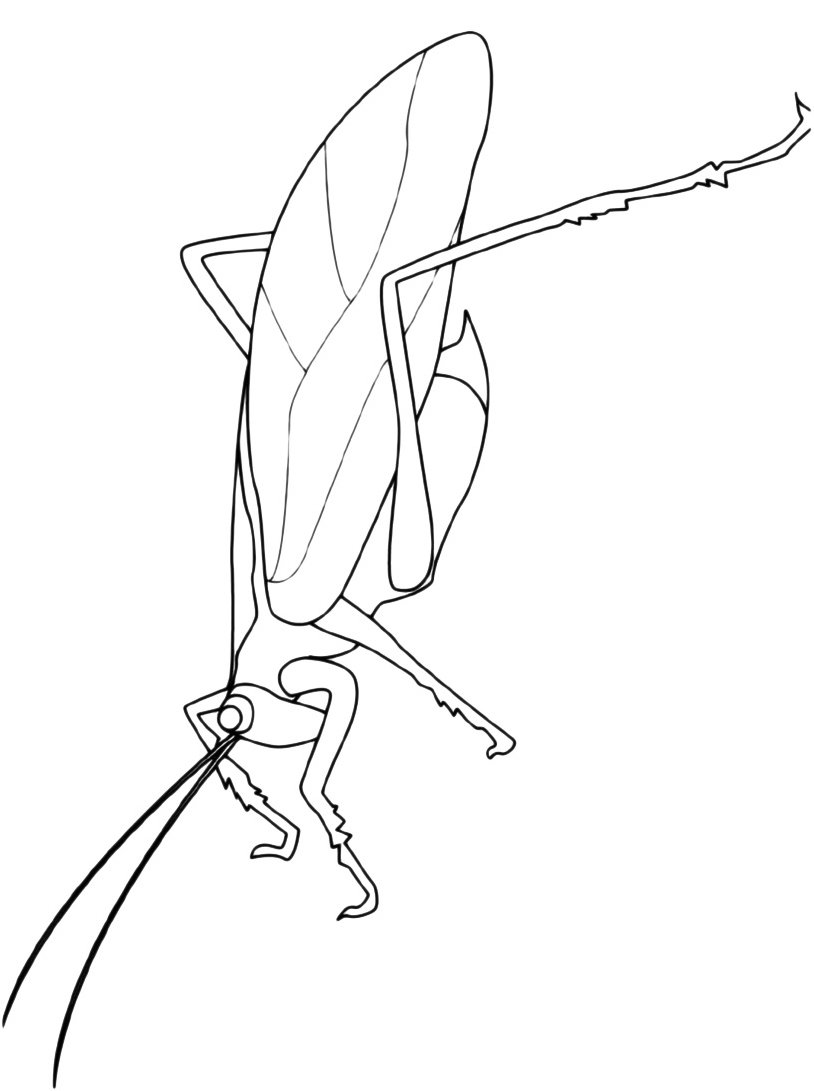 Богомол рисунок