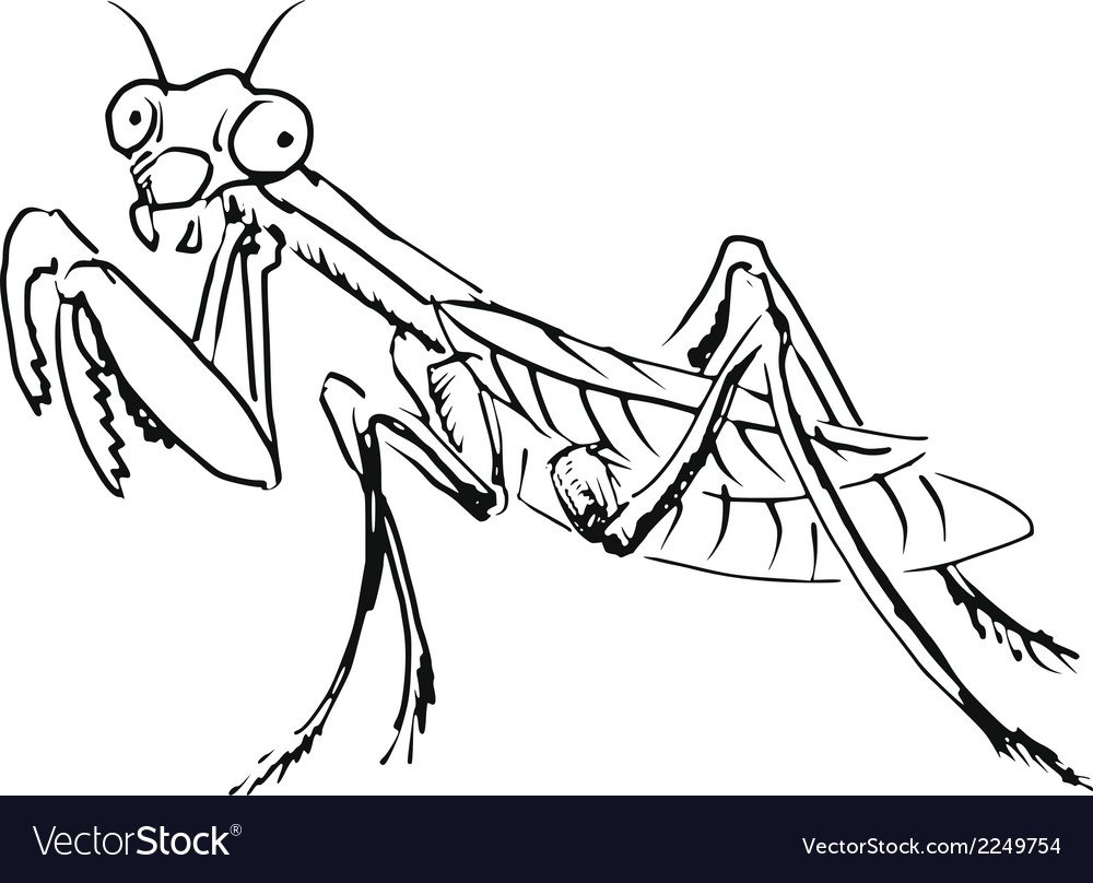 Богомол раскраска для детей