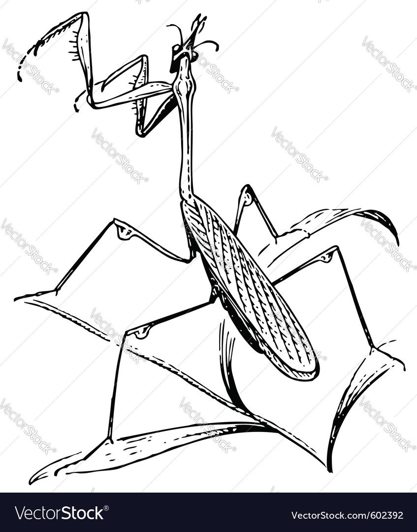 Насекомые раскраска для детей богомол