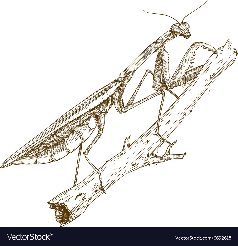 Шествие кузнечиков раскраска