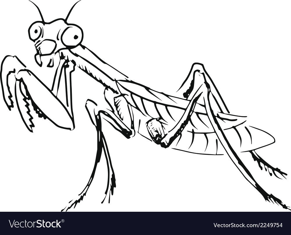 Богомол раскраска