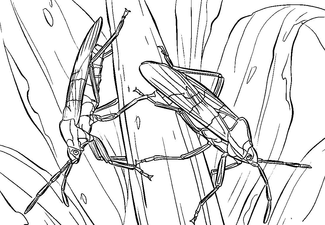 Раскраска насекомые богомол