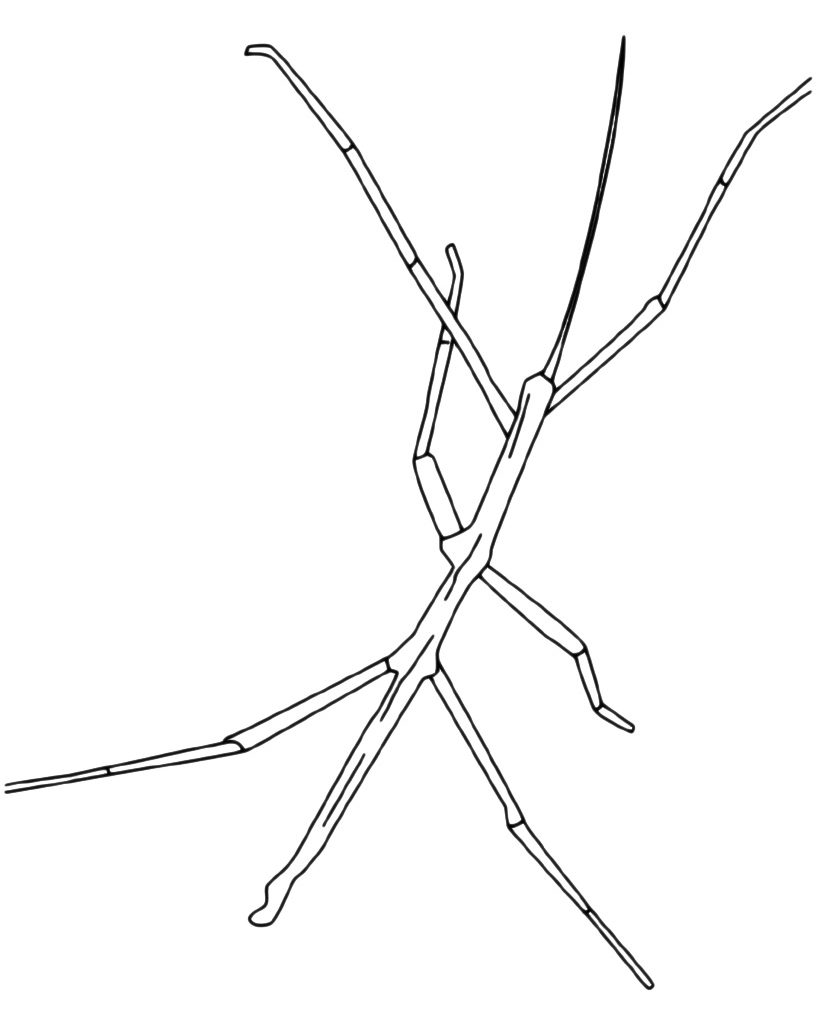 Жук палочник рисунок